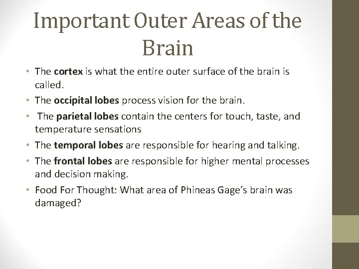 Important Outer Areas of the Brain • The cortex is what the entire outer