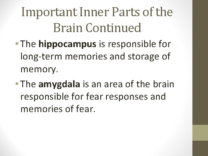Important Inner Parts of the Brain Continued • The hippocampus is responsible for long-term