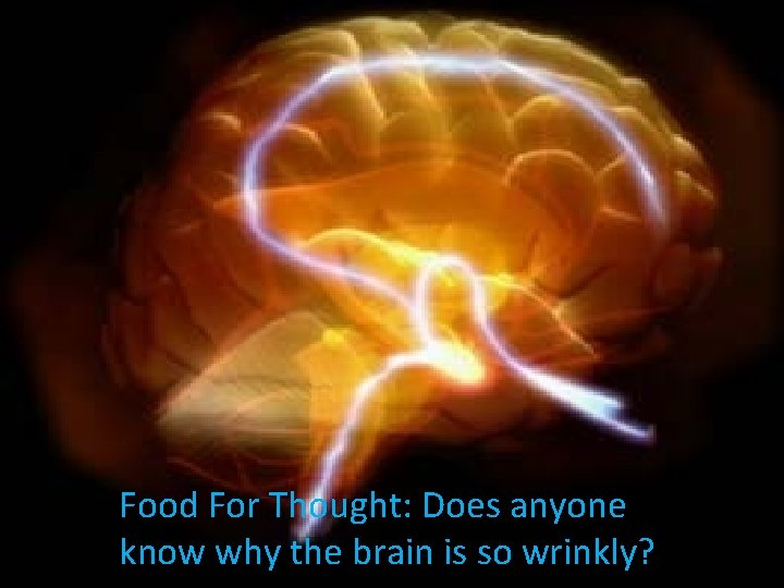 Food For Thought: Does anyone know why the brain is so wrinkly? 