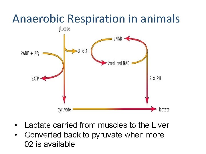 Anaerobic Respiration in animals • Lactate carried from muscles to the Liver • Converted