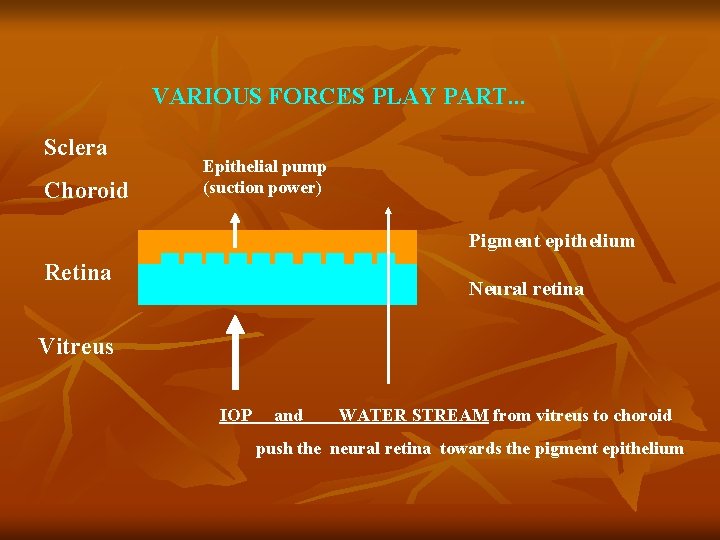 VARIOUS FORCES PLAY PART. . . Sclera Choroid Epithelial pump (suction power) Pigment epithelium