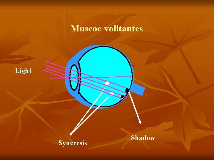 Muscoe volitantes Light Syneresis Shadow 