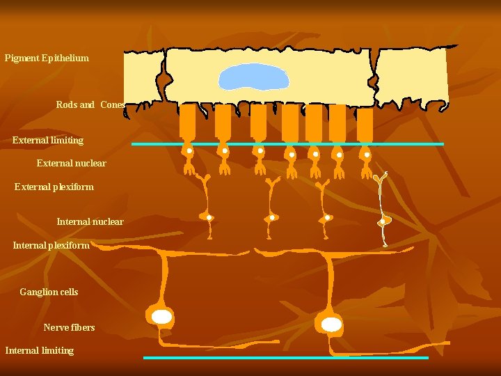 Pigment Epithelium Rods and Cones External limiting External nuclear External plexiform Internal nuclear Internal