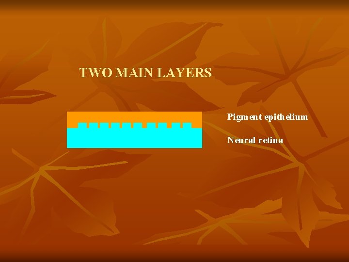 TWO MAIN LAYERS Pigment epithelium Neural retina 