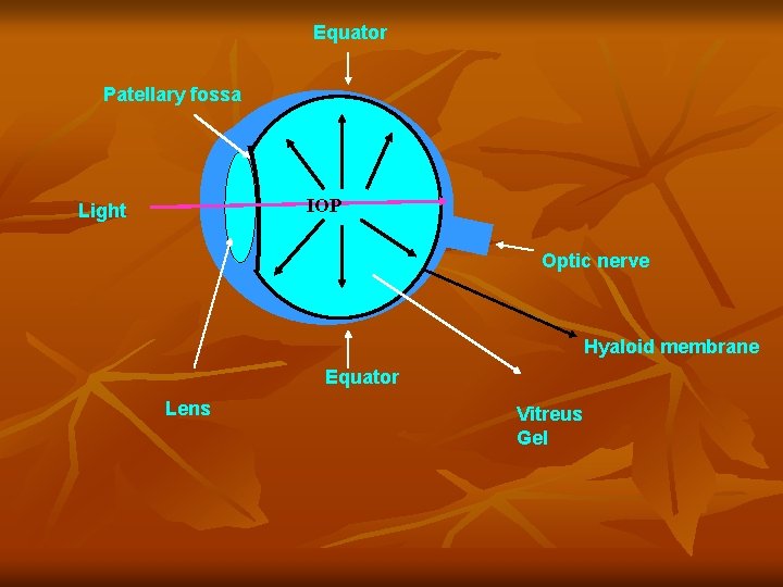 Equator Patellary fossa IOP Light Optic nerve Hyaloid membrane Equator Lens Vitreus Gel 