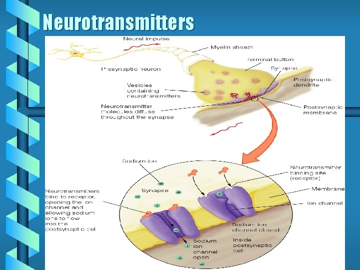 Neurotransmitters Neurotransmitters
