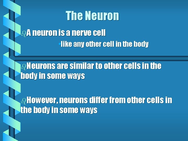 The Neuron b. A neuron is a nerve cell • like any other cell The Neuron b. A neuron is a nerve cell • like any other cell