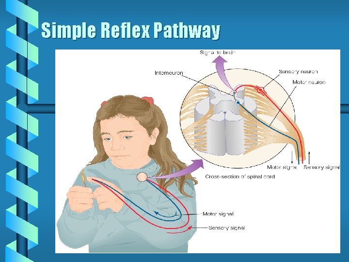 Simple Reflex Pathway Simple Reflex Pathway