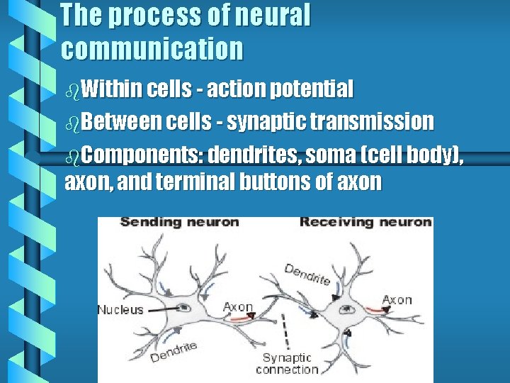 The process of neural communication b. Within cells - action potential b. Between cells The process of neural communication b. Within cells - action potential b. Between cells