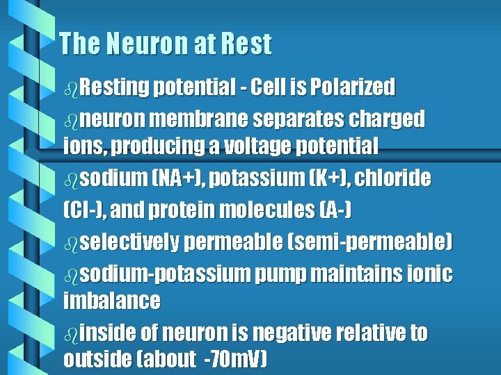 The Neuron at Rest b. Resting potential - Cell is Polarized bneuron membrane separates The Neuron at Rest b. Resting potential - Cell is Polarized bneuron membrane separates