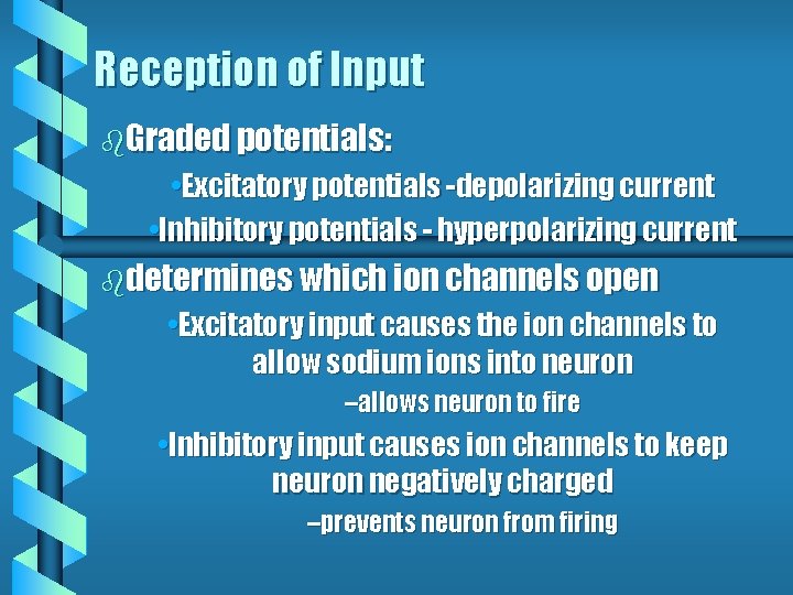Reception of Input b. Graded potentials: • Excitatory potentials -depolarizing current • Inhibitory potentials Reception of Input b. Graded potentials: • Excitatory potentials -depolarizing current • Inhibitory potentials