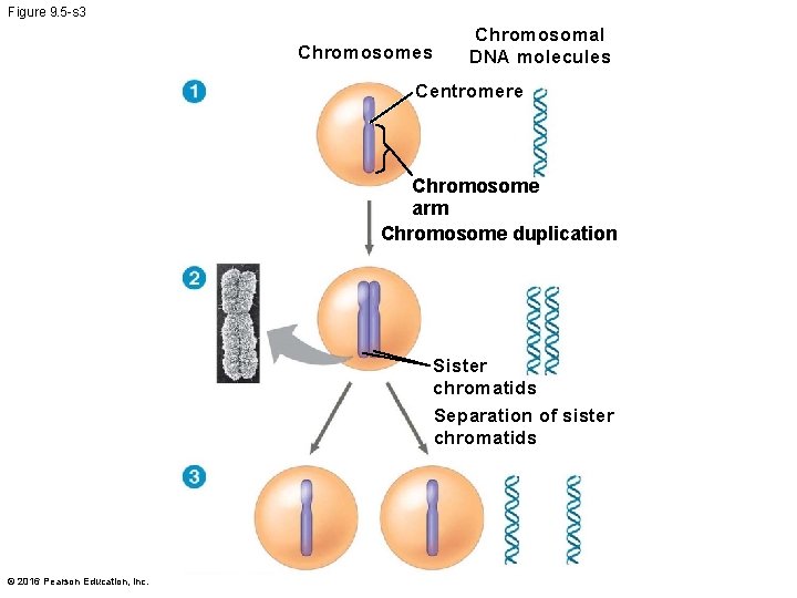 Figure 9. 5 -s 3 Chromosomes Chromosomal DNA molecules Centromere Chromosome arm Chromosome duplication