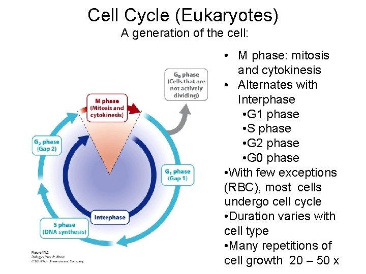 Cell Cycle (Eukaryotes) A generation of the cell: • M phase: mitosis and cytokinesis