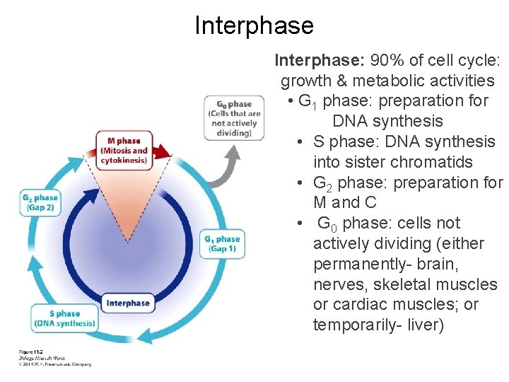 Interphase: 90% of cell cycle: growth & metabolic activities • G 1 phase: preparation