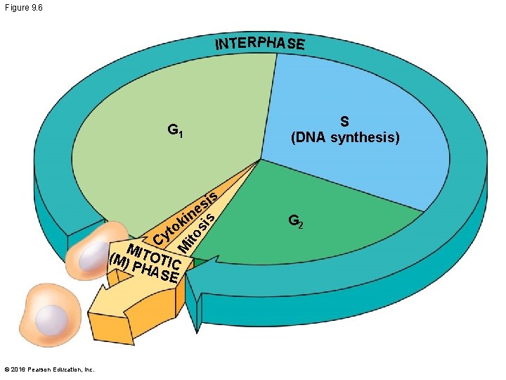 Figure 9. 6 INTERPHASE S (DNA synthesis) G 1 ito M t y MIT