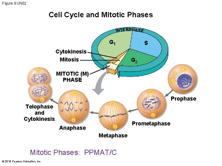 Figure 9. UN 02 Cell Cycle and Mitotic Phases INTERPHA SE G 1 Cytokinesis
