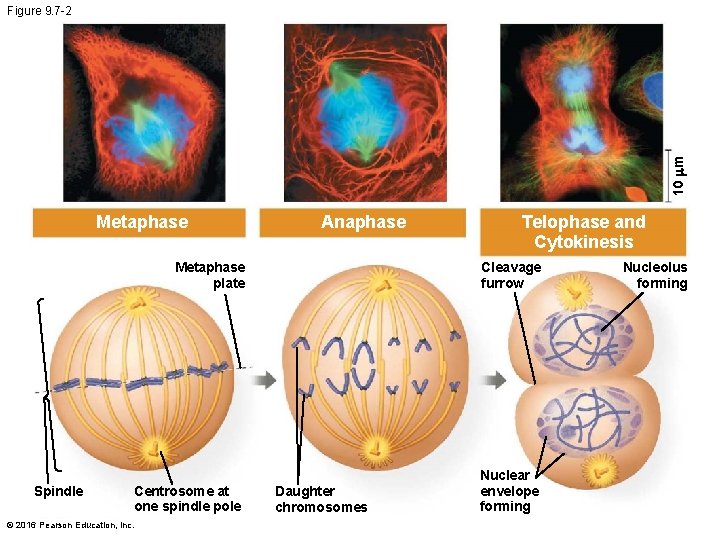 10 m Figure 9. 7 -2 Metaphase Spindle Anaphase Telophase and Cytokinesis Metaphase plate