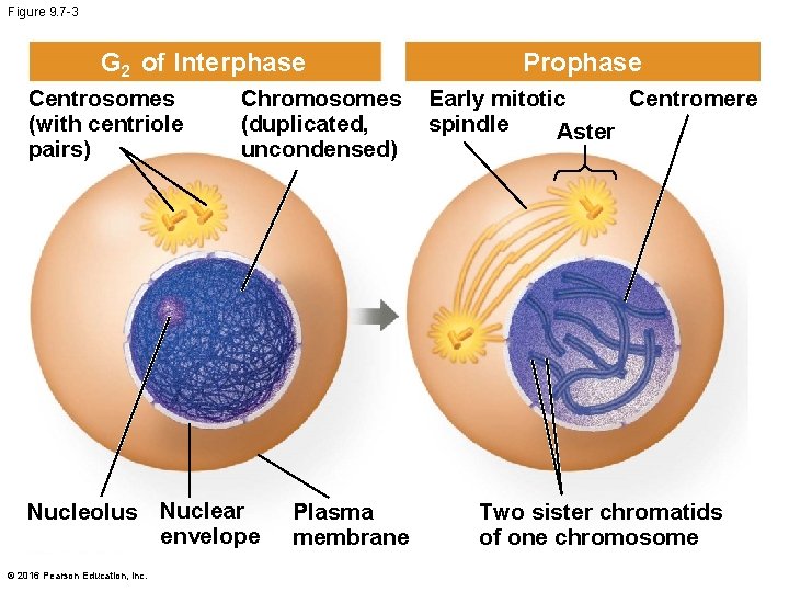 Figure 9. 7 -3 G 2 of Interphase Centrosomes (with centriole pairs) Chromosomes (duplicated,