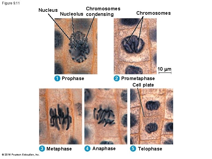 Figure 9. 11 Nucleus Chromosomes Nucleolus condensing Chromosomes 10 m Prometaphase Cell plate Prophase