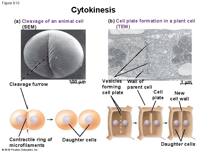 Figure 9. 10 Cytokinesis (a) Cleavage of an animal cell (SEM) Cleavage furrow Contractile