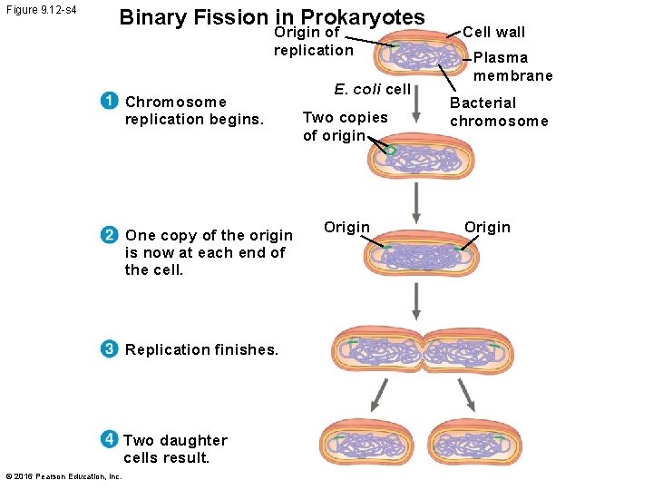 Figure 9. 12 -s 4 Binary Fission in Prokaryotes Origin of replication Chromosome replication