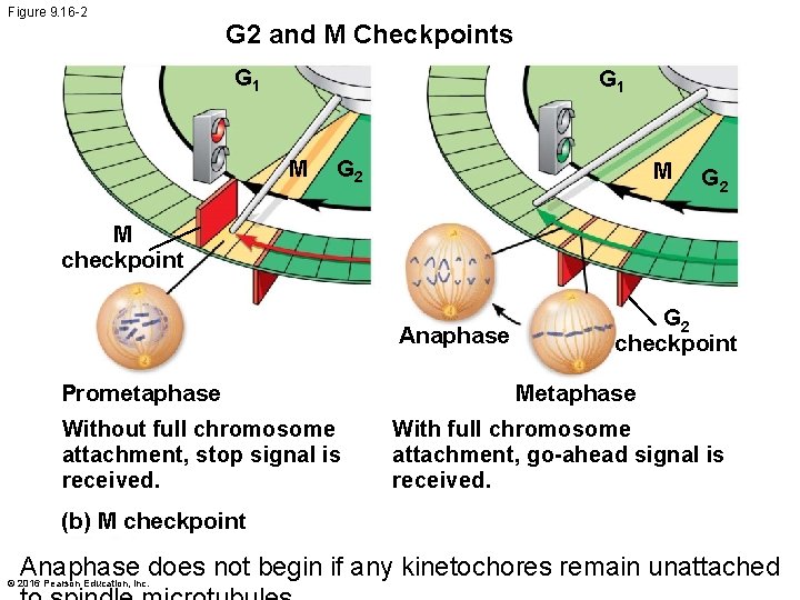 Figure 9. 16 -2 G 2 and M Checkpoints G 1 M G 2