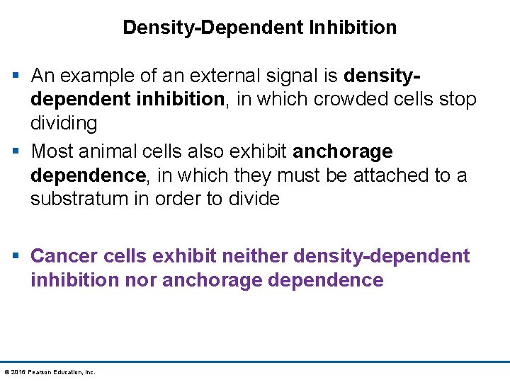 Density-Dependent Inhibition § An example of an external signal is densitydependent inhibition, in which