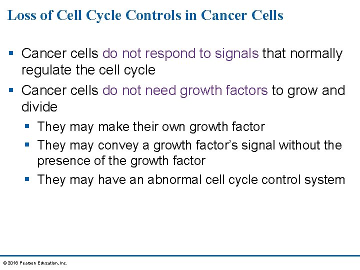Loss of Cell Cycle Controls in Cancer Cells § Cancer cells do not respond