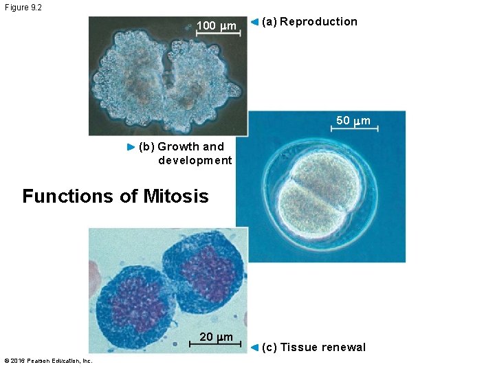 Figure 9. 2 100 m (a) Reproduction 50 m (b) Growth and development Functions