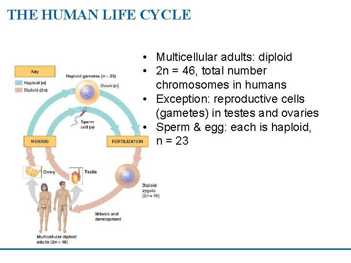 THE HUMAN LIFE CYCLE • Multicellular adults: diploid • 2 n = 46, total