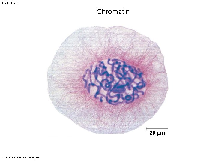 Figure 9. 3 Chromatin 20 m © 2016 Pearson Education, Inc. 