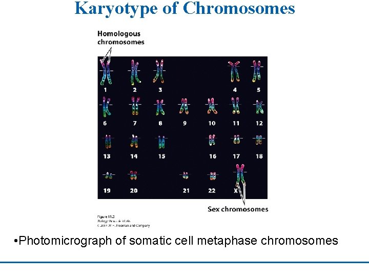 Karyotype of Chromosomes • Photomicrograph of somatic cell metaphase chromosomes 