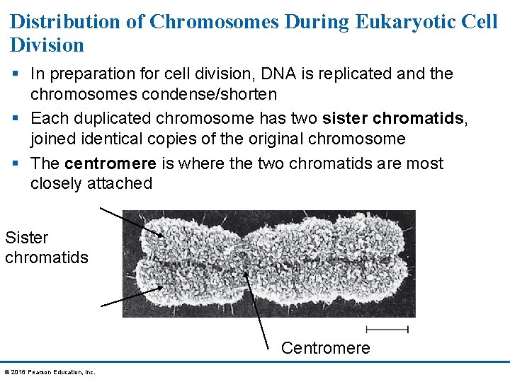 Distribution of Chromosomes During Eukaryotic Cell Division § In preparation for cell division, DNA
