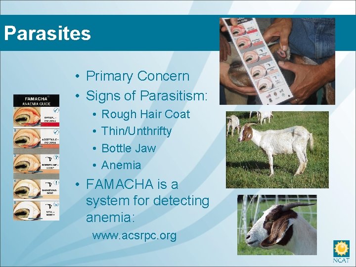 Parasites • Primary Concern • Signs of Parasitism: • • Rough Hair Coat Thin/Unthrifty