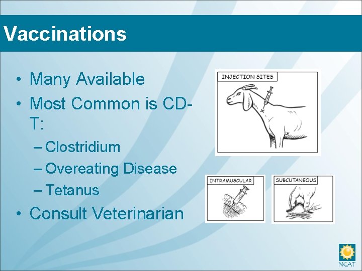 Vaccinations • Many Available • Most Common is CDT: – Clostridium – Overeating Disease