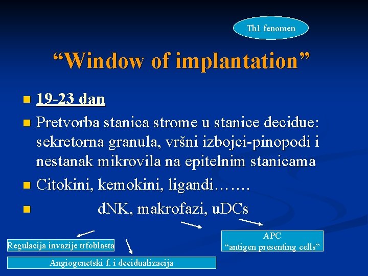 Th 1 fenomen “Window of implantation” 19 -23 dan n Pretvorba stanica strome u