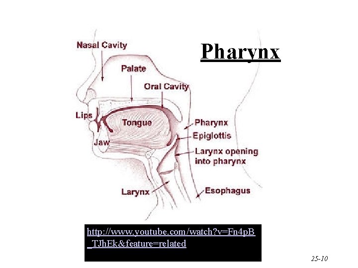 Pharynx http: //www. youtube. com/watch? v=Fn 4 p. B _TJh. Ek&feature=related 25 -10 