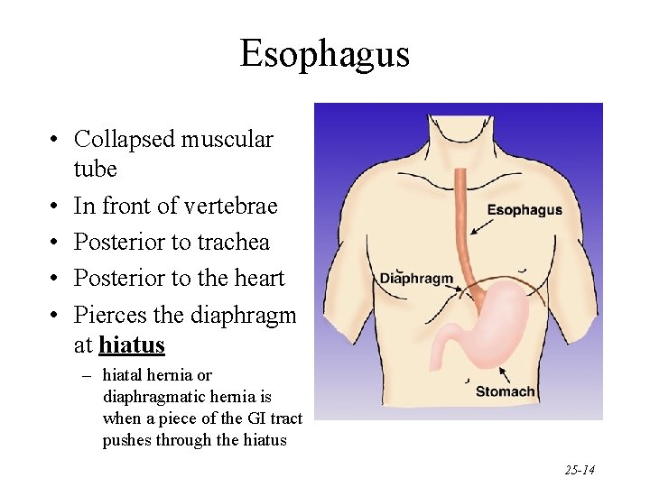 Esophagus • Collapsed muscular tube • In front of vertebrae • Posterior to trachea