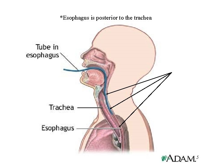 *Esophagus is posterior to the trachea 25 -15 
