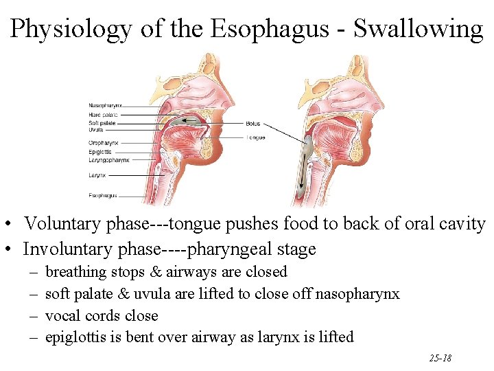Physiology of the Esophagus - Swallowing • Voluntary phase---tongue pushes food to back of