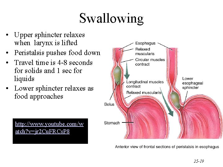 Swallowing • Upper sphincter relaxes when larynx is lifted • Peristalsis pushes food down