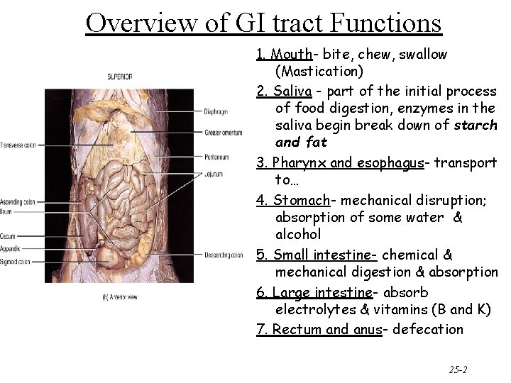 Overview of GI tract Functions 1. Mouth- bite, chew, swallow (Mastication) 2. Saliva -