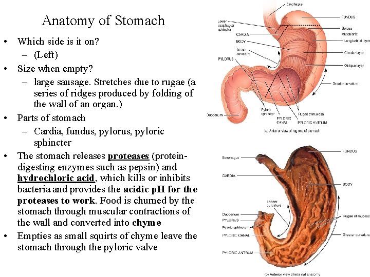 Anatomy of Stomach • Which side is it on? – (Left) • Size when