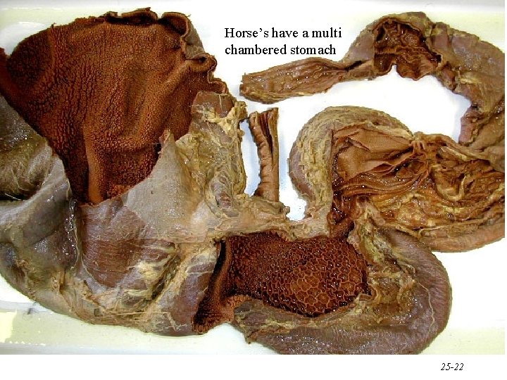 Horse’s have a multi chambered stomach 25 -22 