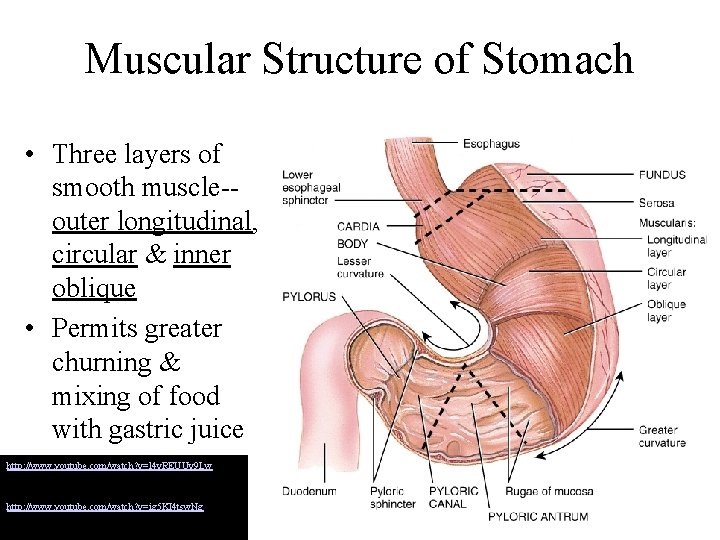 Muscular Structure of Stomach • Three layers of smooth muscle-outer longitudinal, circular & inner
