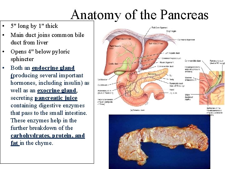 Anatomy of the Pancreas • 5" long by 1" thick • Main duct joins