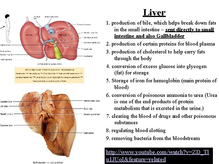Liver 1. production of bile, which helps break down fats in the small intestine