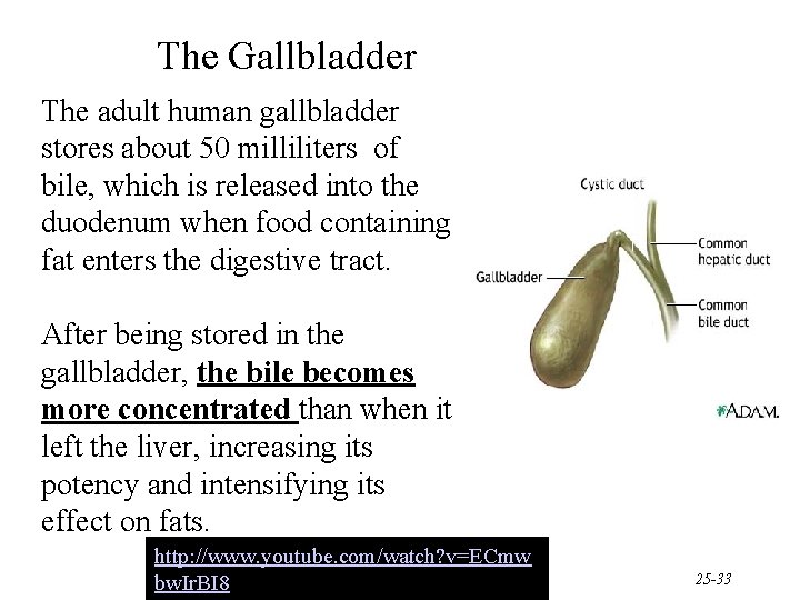 The Gallbladder The adult human gallbladder stores about 50 milliliters of bile, which is