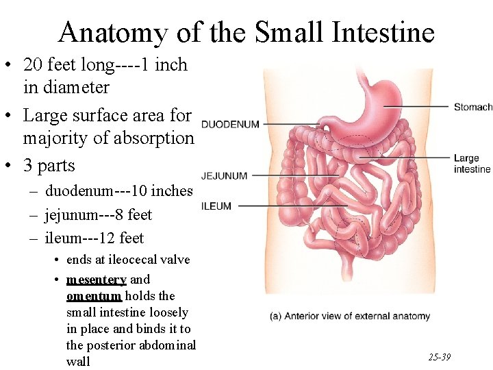 Anatomy of the Small Intestine • 20 feet long----1 inch in diameter • Large