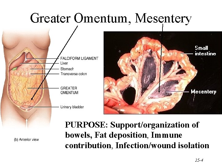Greater Omentum, Mesentery PURPOSE: Support/organization of bowels, Fat deposition, Immune contribution, Infection/wound isolation 25